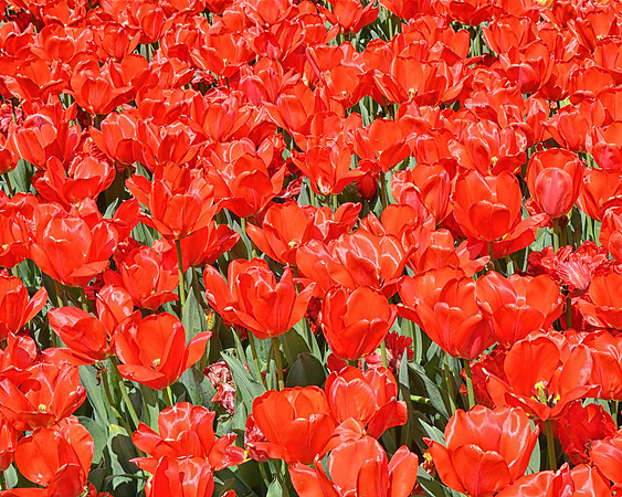 Red Beauties