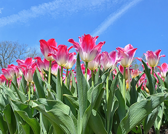 Spring Sky
