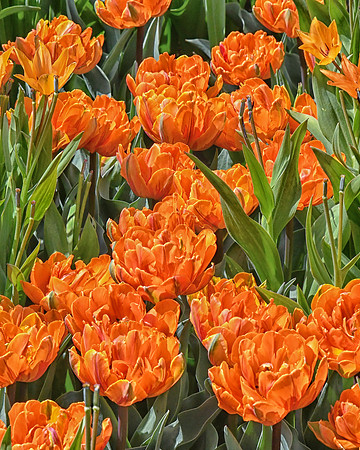 Superbly Orange