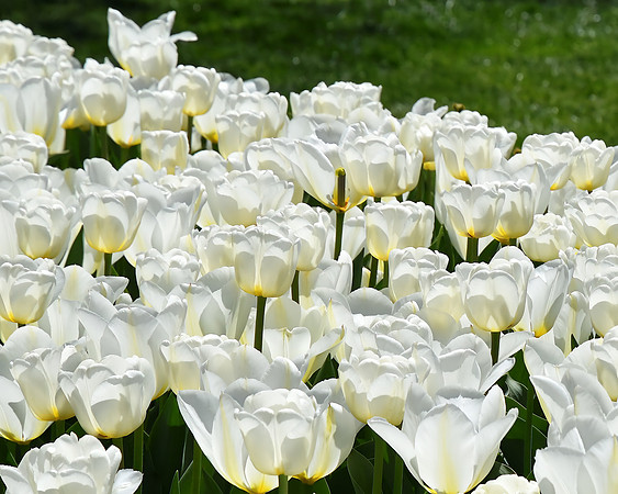 Triumphant Tulips