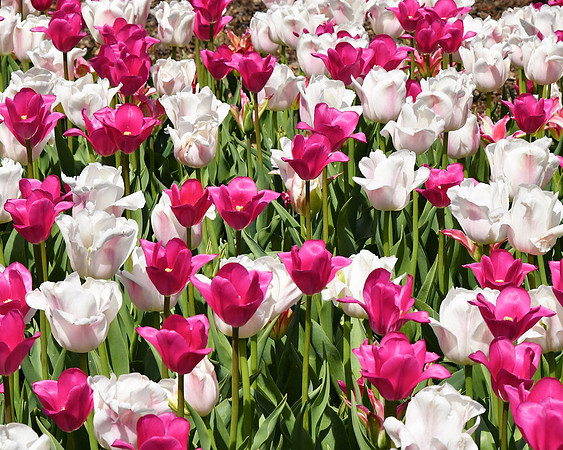Triumph Tulips