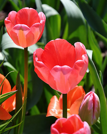 Tulipful