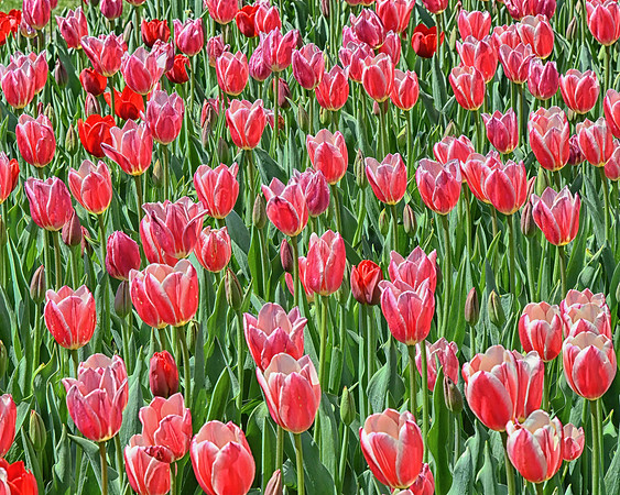 Tulip Fantasy