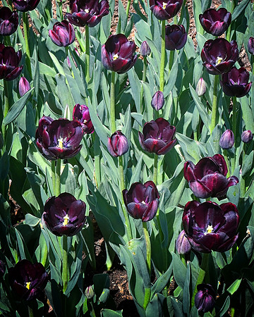 Tulips Darkly