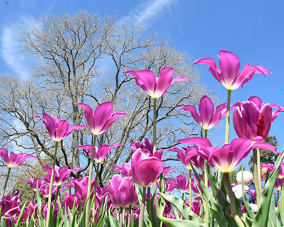 Tulips and Friends