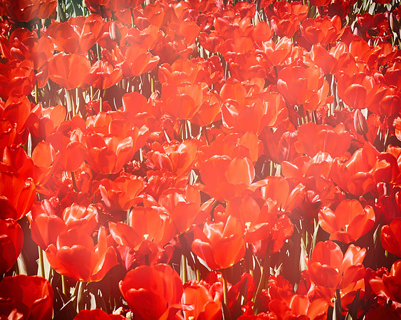Tulips My Pretty