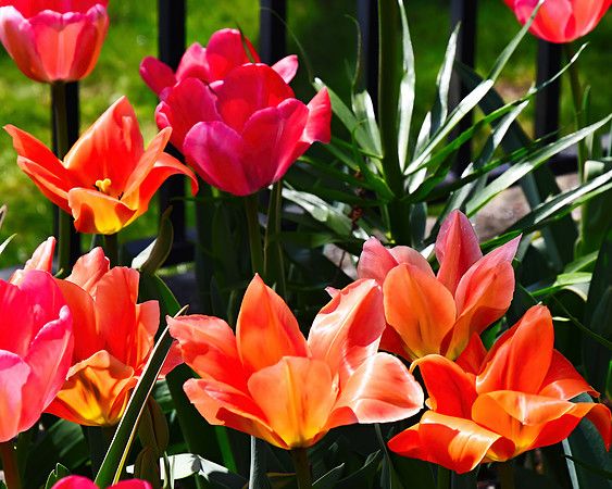 Tullips Tulips Tulips