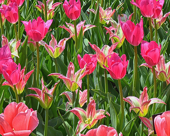 Tulips Tulips