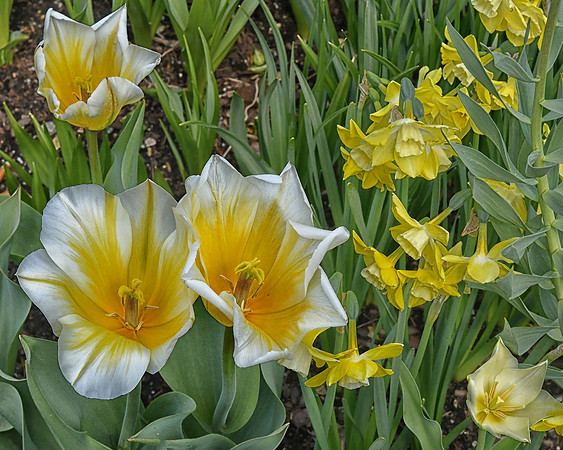 Yellow and White, Ohh My