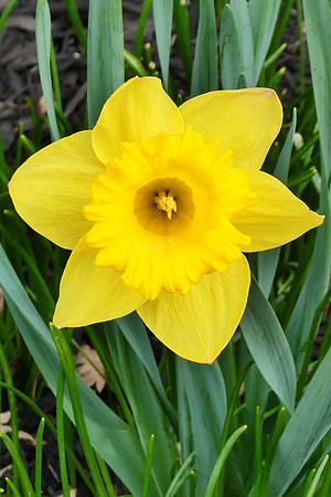 Welcome Spring