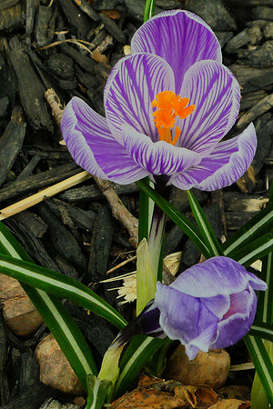 First of Spring