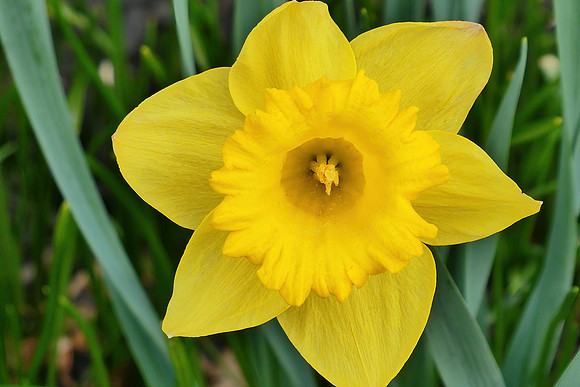 Yellow Spring Joy