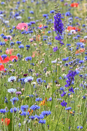 Larkspur