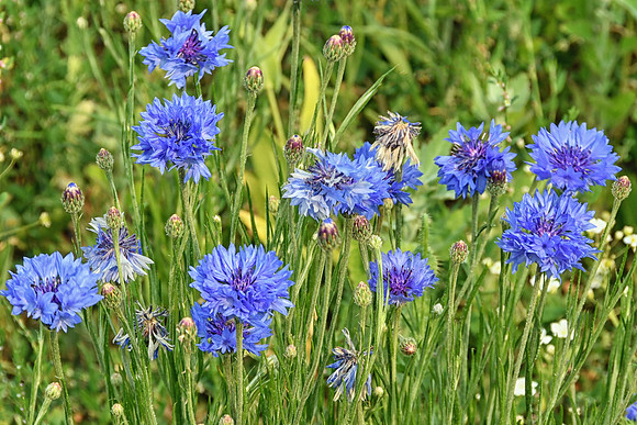 Purple Cornflower