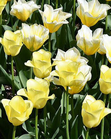 Triumph Tulip
