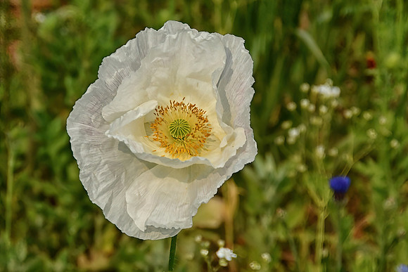 White Poppy