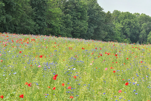 Wildflower Field