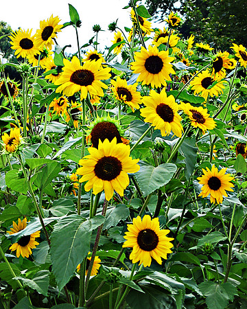 Sunflower Field