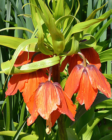 Crown Imperial