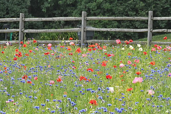 Fence and Flowers