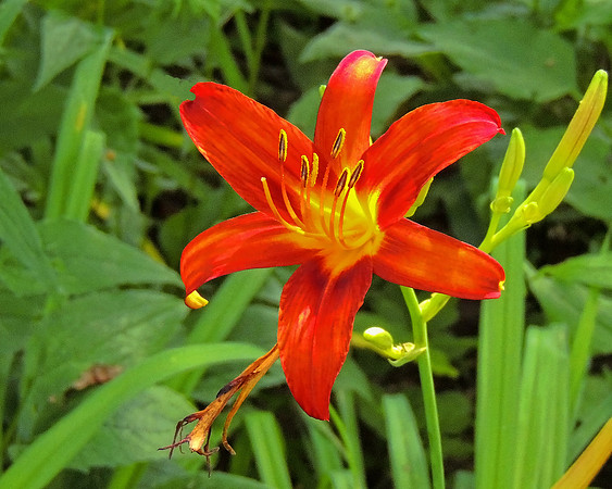 Day Lily