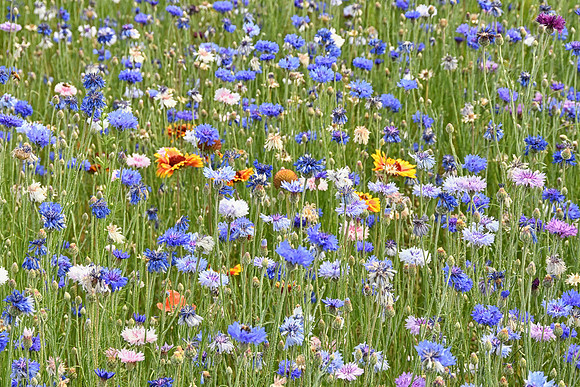 Mixed Flora