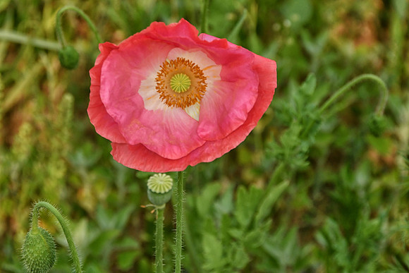 Common Poppy