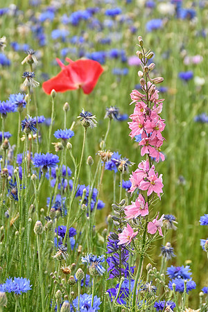 Pink Among Them All