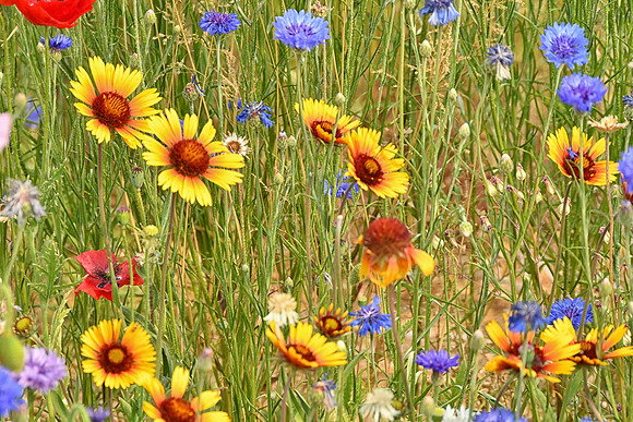 Indian Blanket Flowers