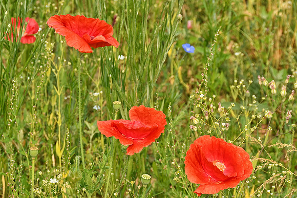 Poppies My Pretty