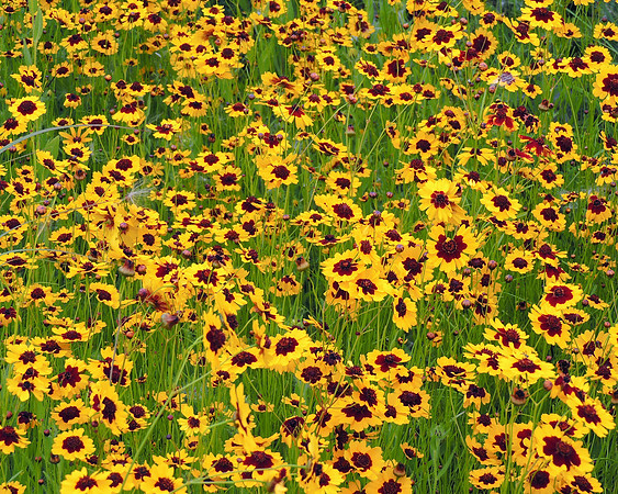 Mellow Meadow Yellow