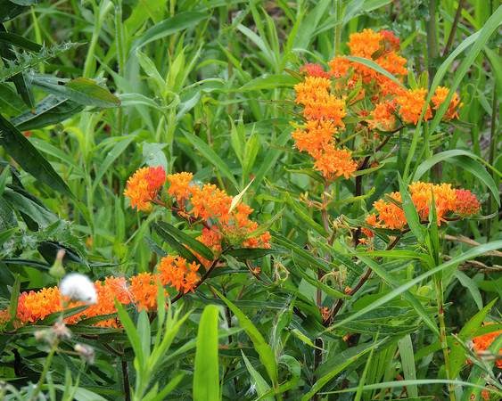 Simply Orange