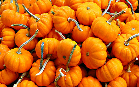 Pocketful of Pumpkins