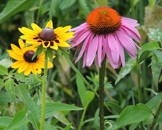 Flower Power