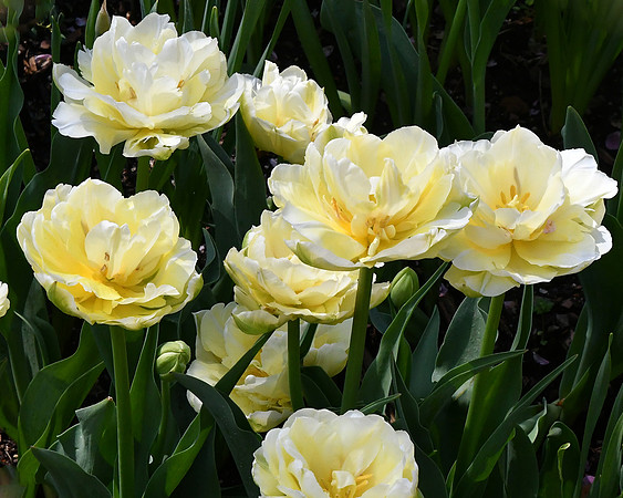 Double Early Tulip