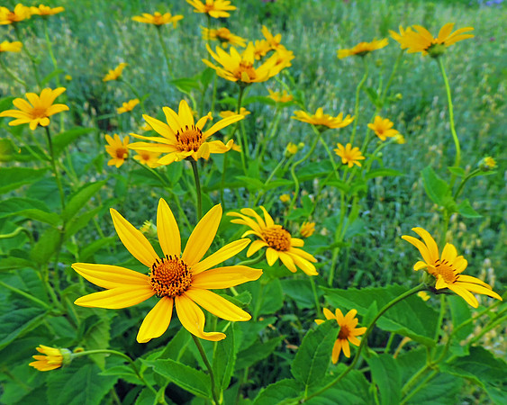 Meadow Flowers