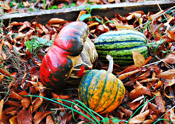 Gourds
