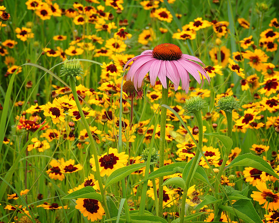 Coneflower and Friends