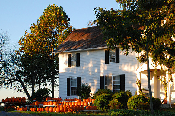 Morning Glorious Pumpkins