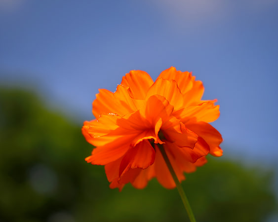 Deeply Orange