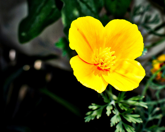 Sweetly Yellow
