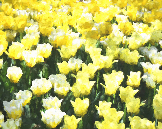 Tulips Monet