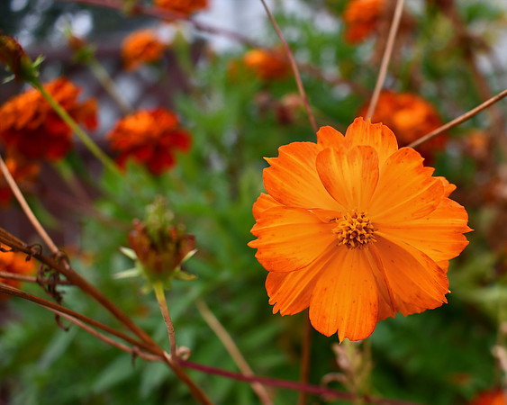 Orange Delight