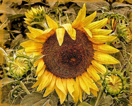Back Yard Summer Delight