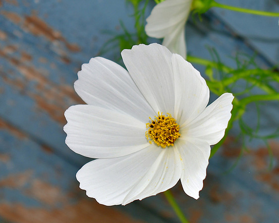 White Delight