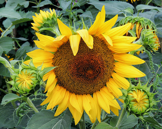 Sunny Delight