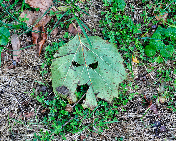 Evil Leaf