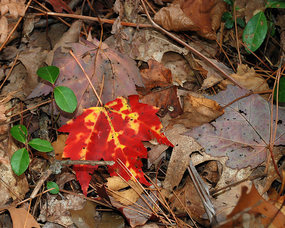 Forest Floor