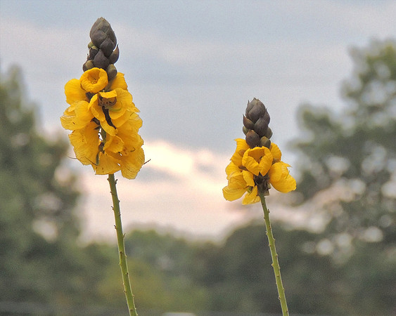 Yellow Delight