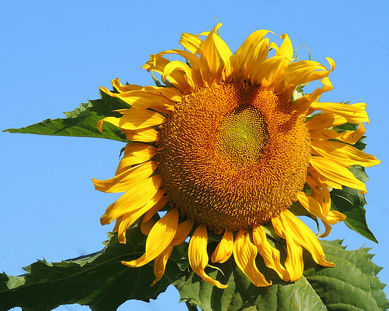 Sunflower Delight